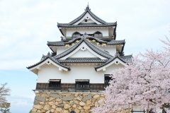 彦根城桜