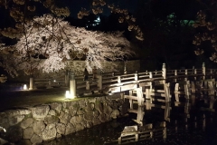 彦根城夜桜